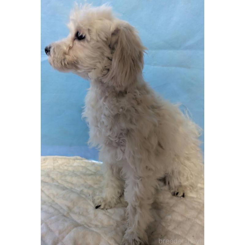 販売中の埼玉県のマルプー:マルチーズ×トイプードル-387598の4枚目