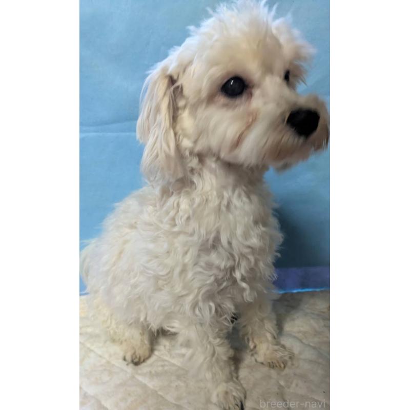 販売中の埼玉県のマルプー:マルチーズ×トイプードル-387598の3枚目