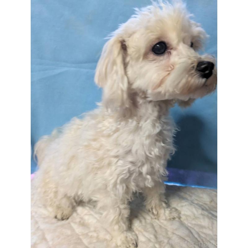 販売中の埼玉県のマルプー:マルチーズ×トイプードル-387598の2枚目