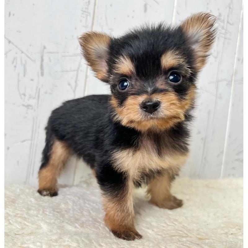 販売中の千葉県のヨーチー:ヨークシャーテリア×チワワ-444766の1枚目
