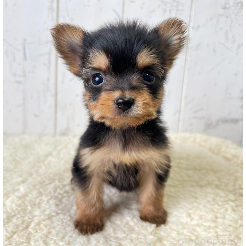 販売中の千葉県のヨーチー:ヨークシャーテリア×チワワ-444766の5枚目