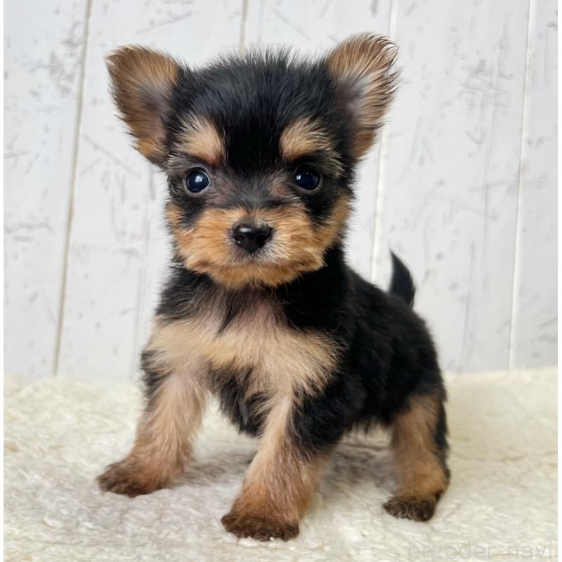 販売中の千葉県のヨーチー:ヨークシャーテリア×チワワ-444766の4枚目