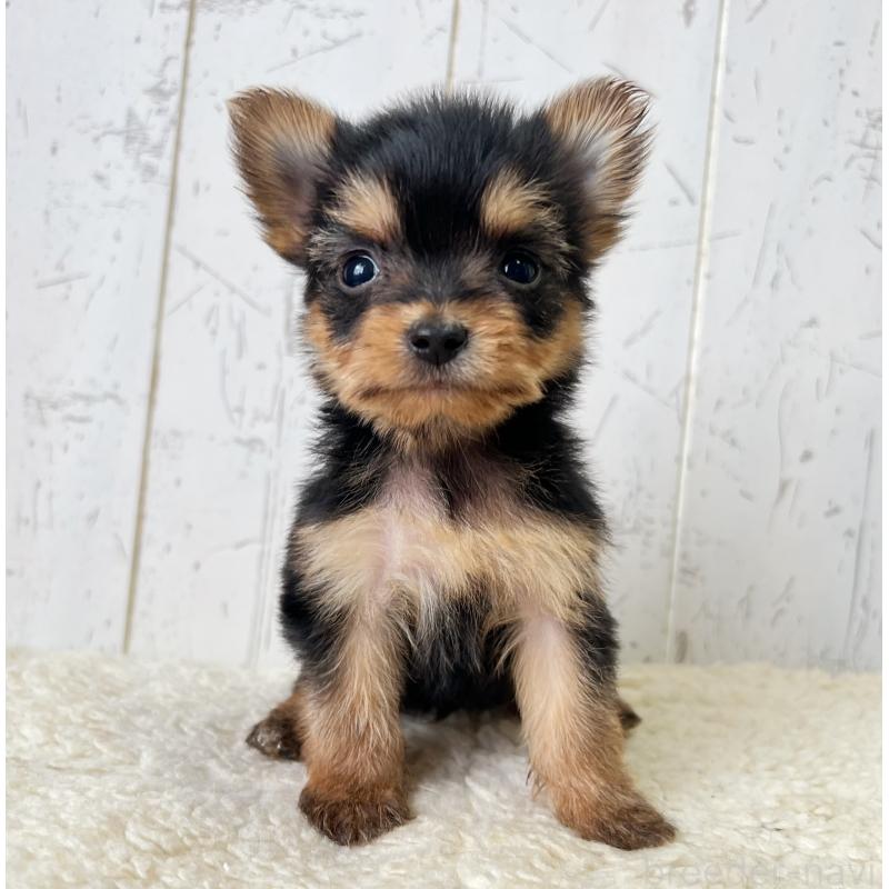 販売中の千葉県のヨーチー:ヨークシャーテリア×チワワ-444766の2枚目