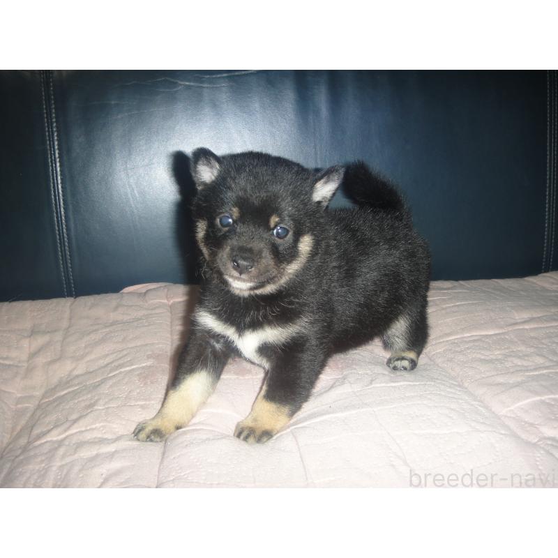 販売中の富山県の豆柴-444767の4枚目