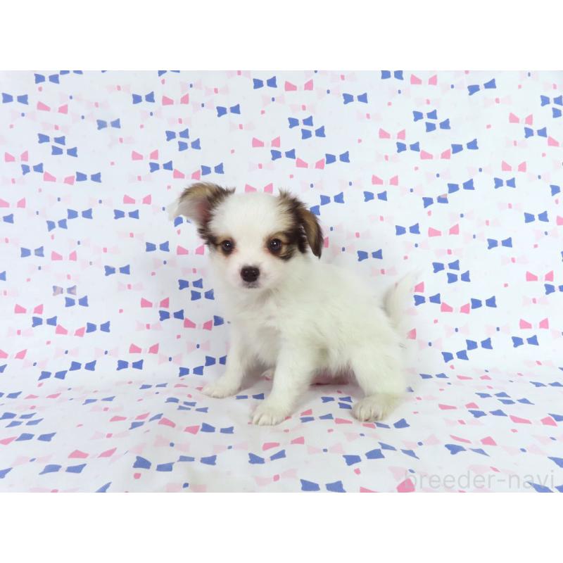 販売中の千葉県のパピヨン-438379の8枚目