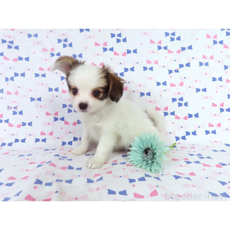 販売中の千葉県のパピヨン-438379の7枚目