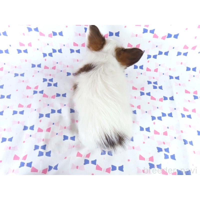 販売中の千葉県のパピヨン-438380の10枚目