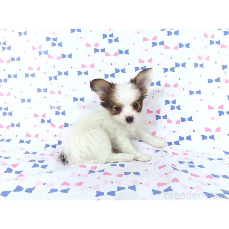 販売中の千葉県のパピヨン-438380の9枚目