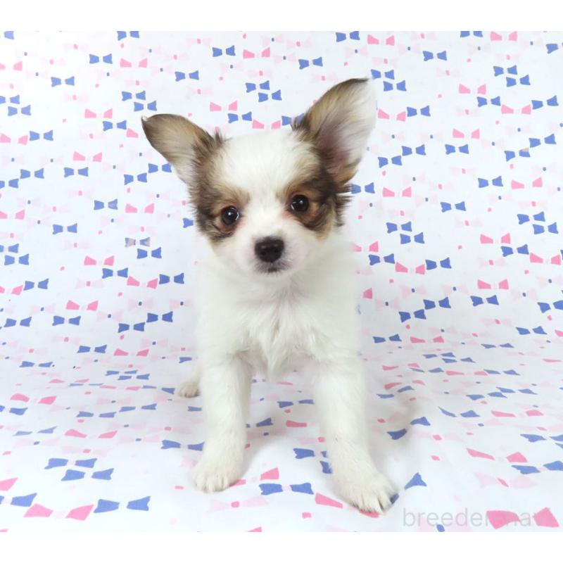 販売中の千葉県のパピヨン-438380の8枚目