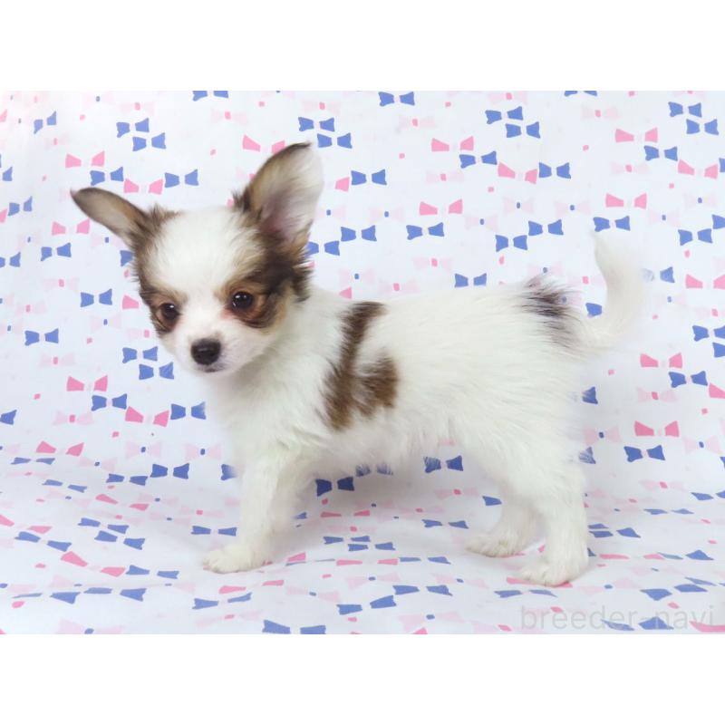 販売中の千葉県のパピヨン-438380の7枚目