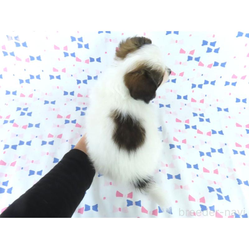 販売中の千葉県のパピヨン-438381の10枚目