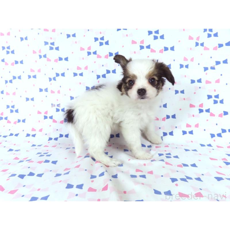 販売中の千葉県のパピヨン-438381の9枚目