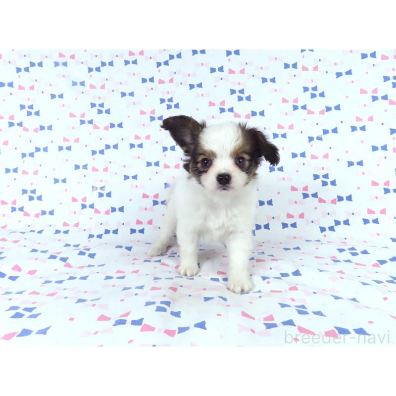 販売中の千葉県のパピヨン-438381の7枚目