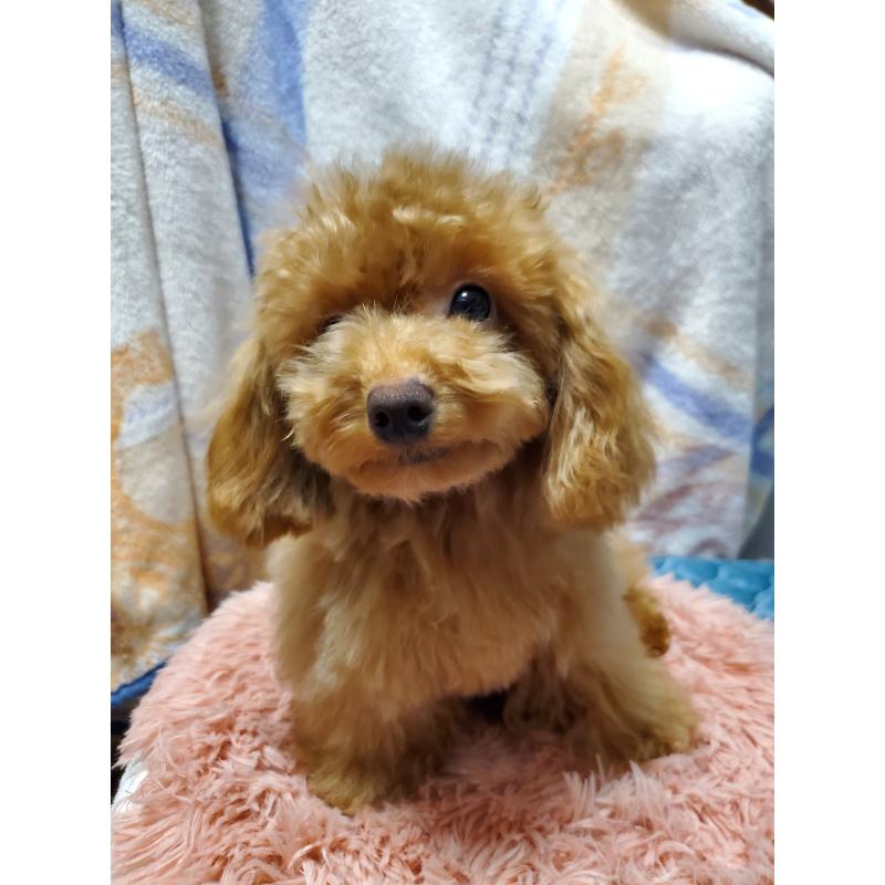 販売中の千葉県のティーカッププードル-427842の4枚目