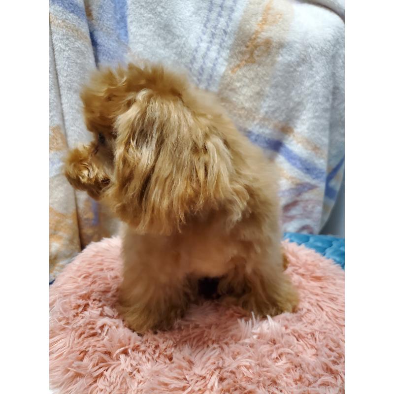 販売中の千葉県のティーカッププードル-427842の3枚目