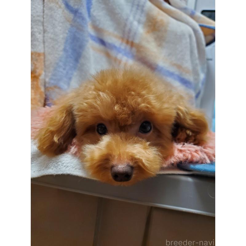 販売中の千葉県のティーカッププードル-427842の2枚目