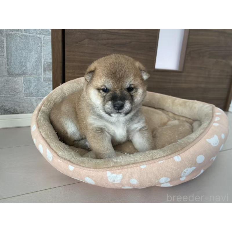 販売中の茨城県の豆柴-444768の8枚目