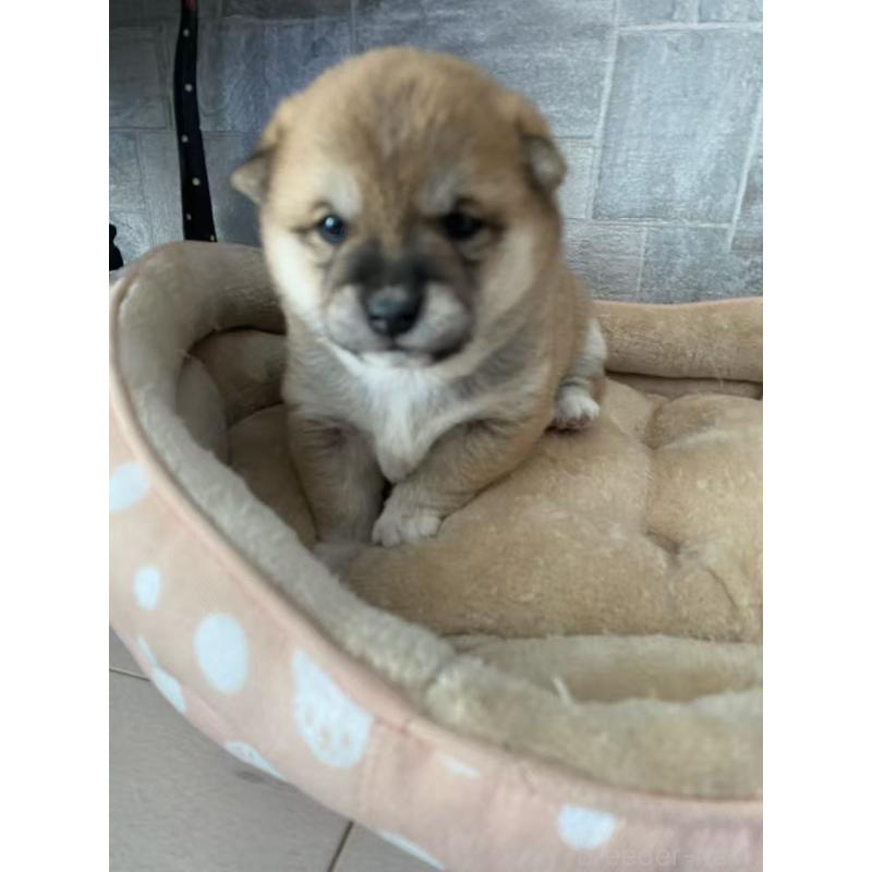 販売中の茨城県の豆柴-444768の7枚目