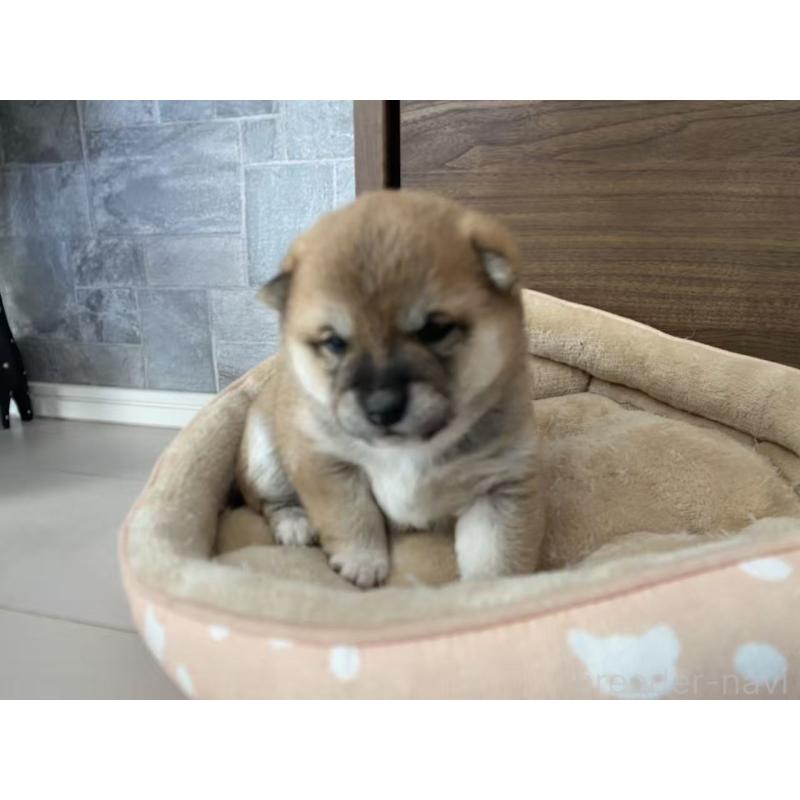 販売中の茨城県の豆柴-444768の6枚目