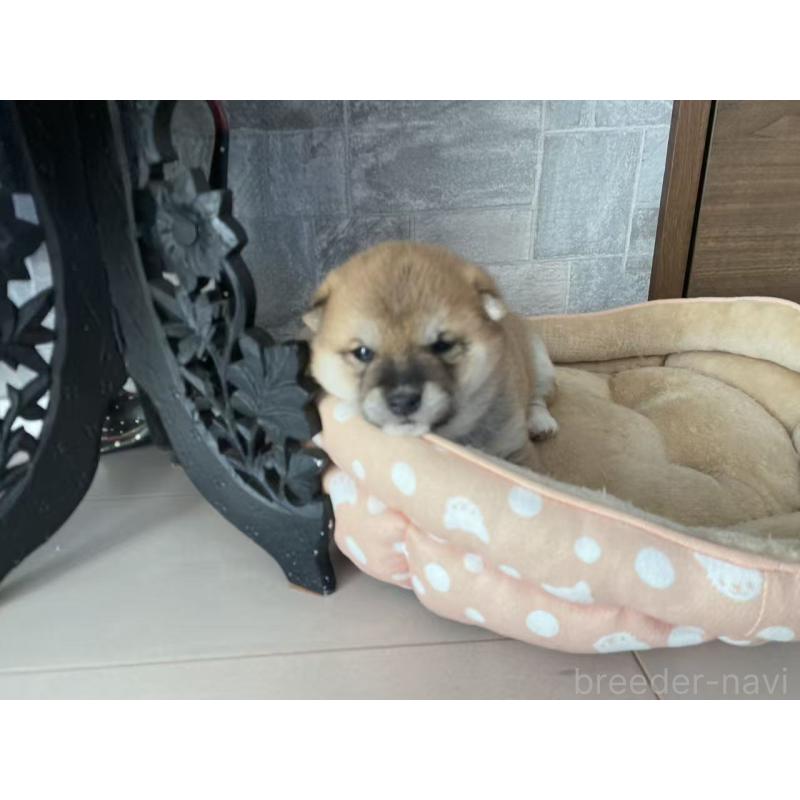 販売中の茨城県の豆柴-444768の4枚目