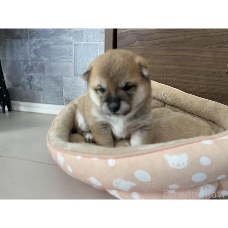 販売中の茨城県の豆柴-444768の3枚目