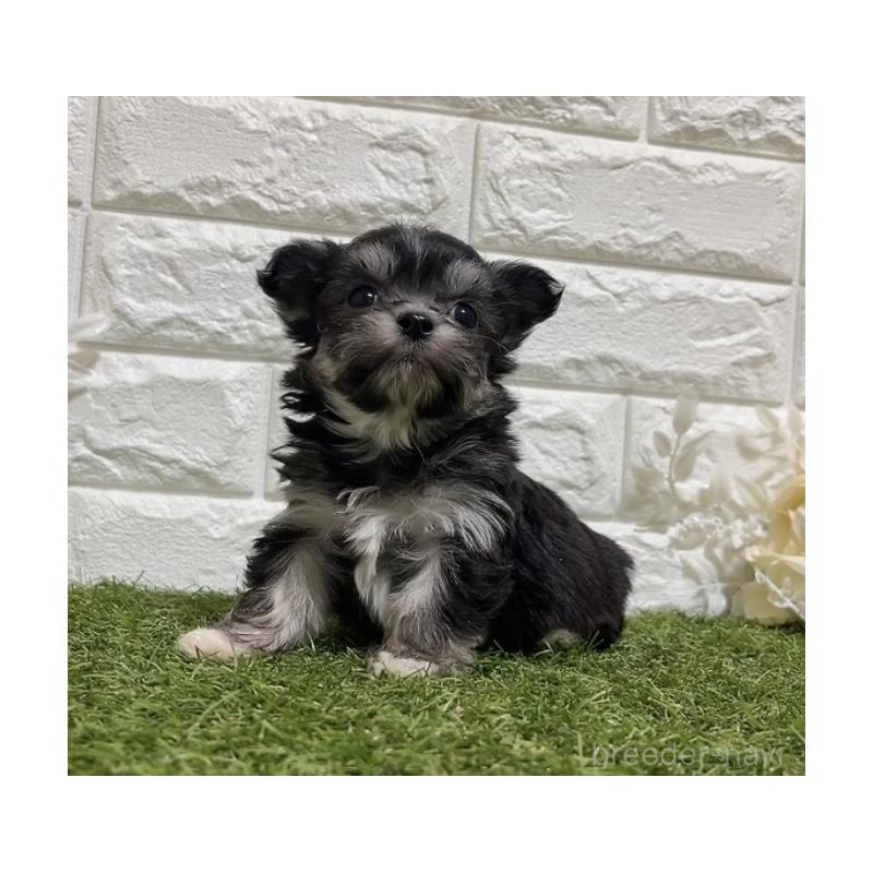 販売中の福岡県のチワマル:チワワ×マルチーズ-437199の5枚目