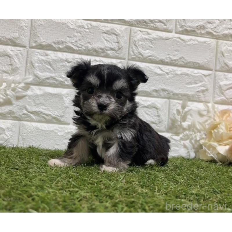 販売中の福岡県のチワマル:チワワ×マルチーズ-437199の3枚目