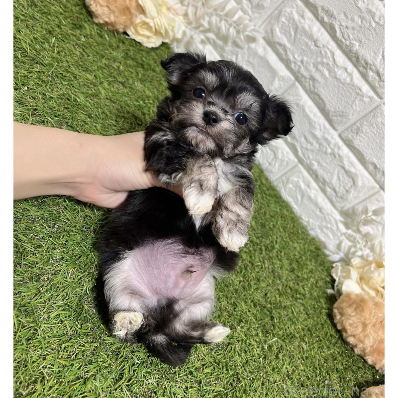 販売中の福岡県のチワマル:チワワ×マルチーズ-437199の2枚目