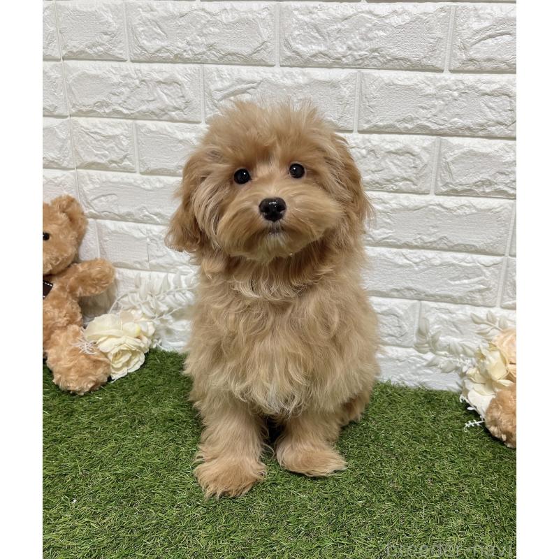 販売中の福岡県のマルプー:マルチーズ×トイプードル-416589の5枚目