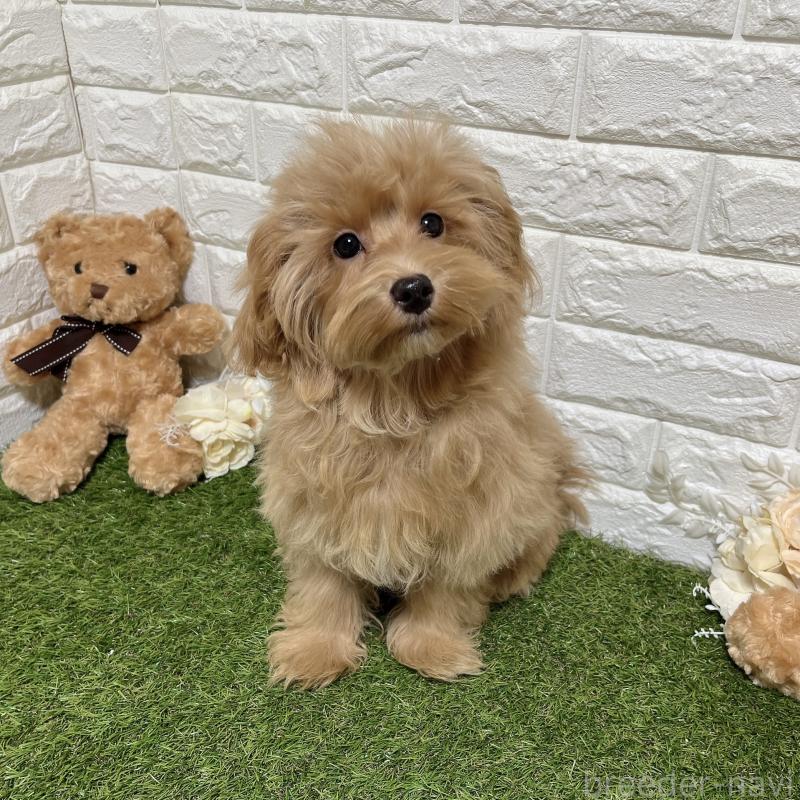 販売中の福岡県のマルプー:マルチーズ×トイプードル-416589の4枚目