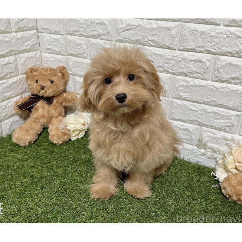 販売中の福岡県のマルプー:マルチーズ×トイプードル-416589の3枚目