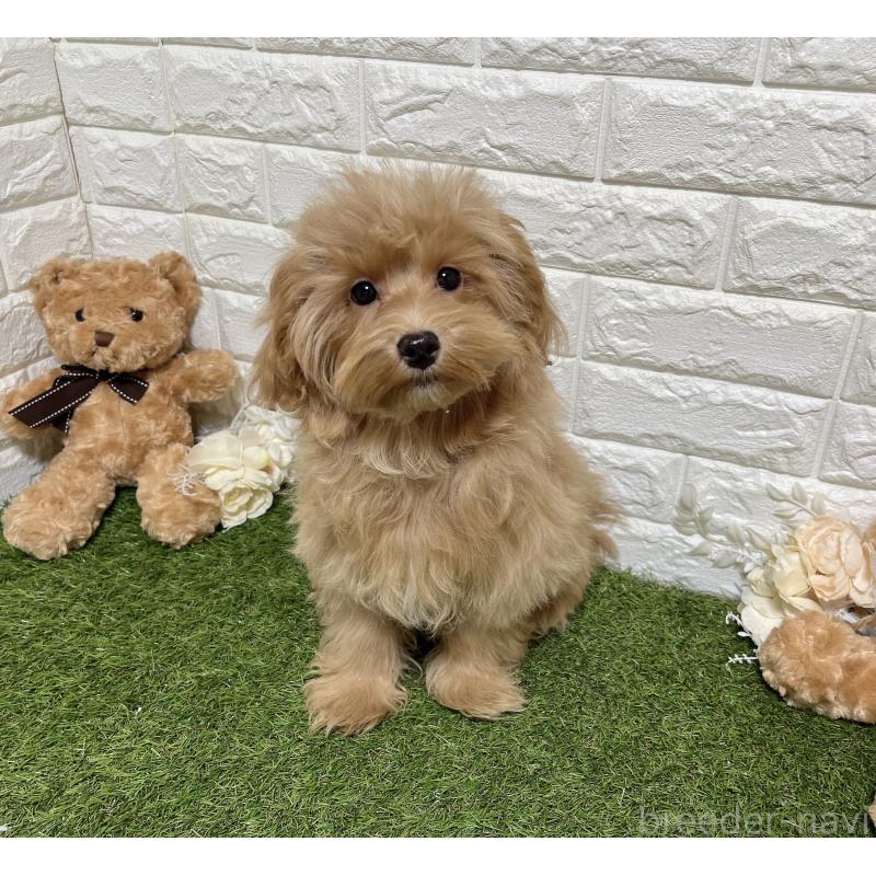 販売中の福岡県のマルプー:マルチーズ×トイプードル-416589の2枚目