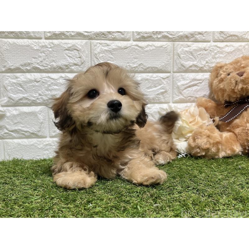 販売中の福岡県のマルックス:マルチーズ×ミニチュアダックスフンド-426473の7枚目