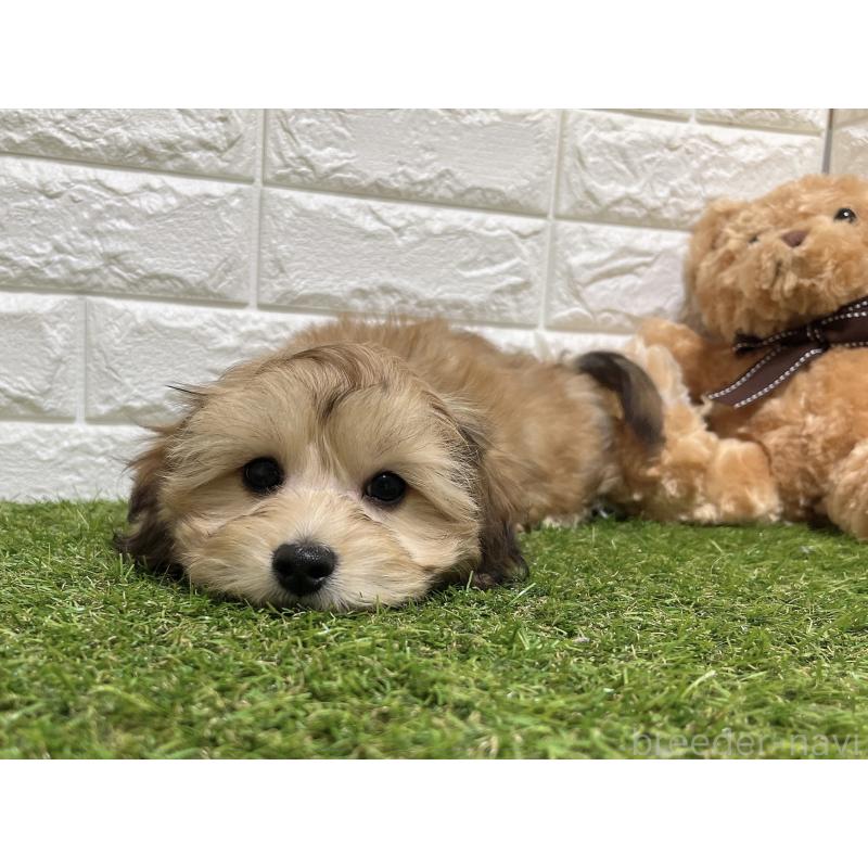 販売中の福岡県のマルックス:マルチーズ×ミニチュアダックスフンド-426473の6枚目