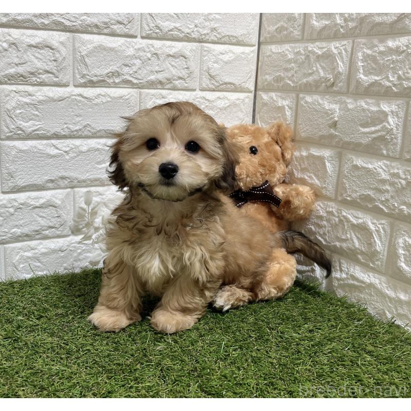 販売中の福岡県のマルックス:マルチーズ×ミニチュアダックスフンド-426473の5枚目