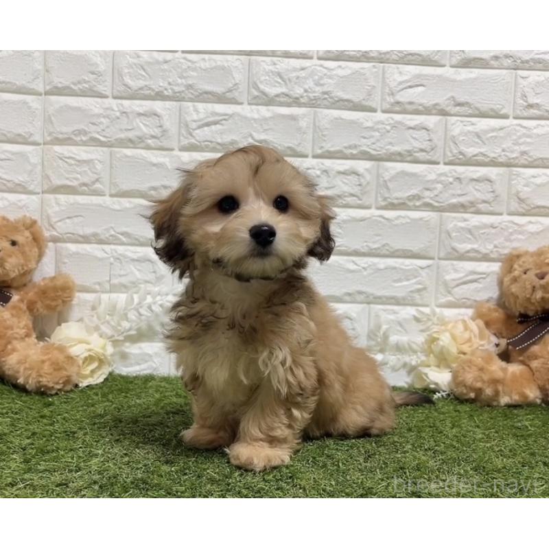 販売中の福岡県のマルックス:マルチーズ×ミニチュアダックスフンド-426473の4枚目