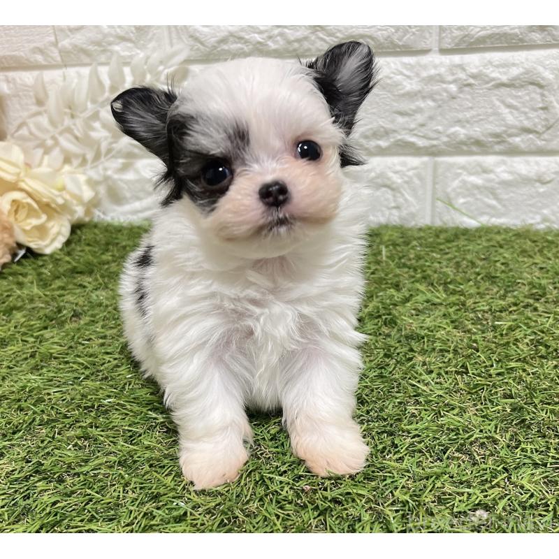 販売中の福岡県のチワマル:チワワ×マルチーズ-437201の7枚目