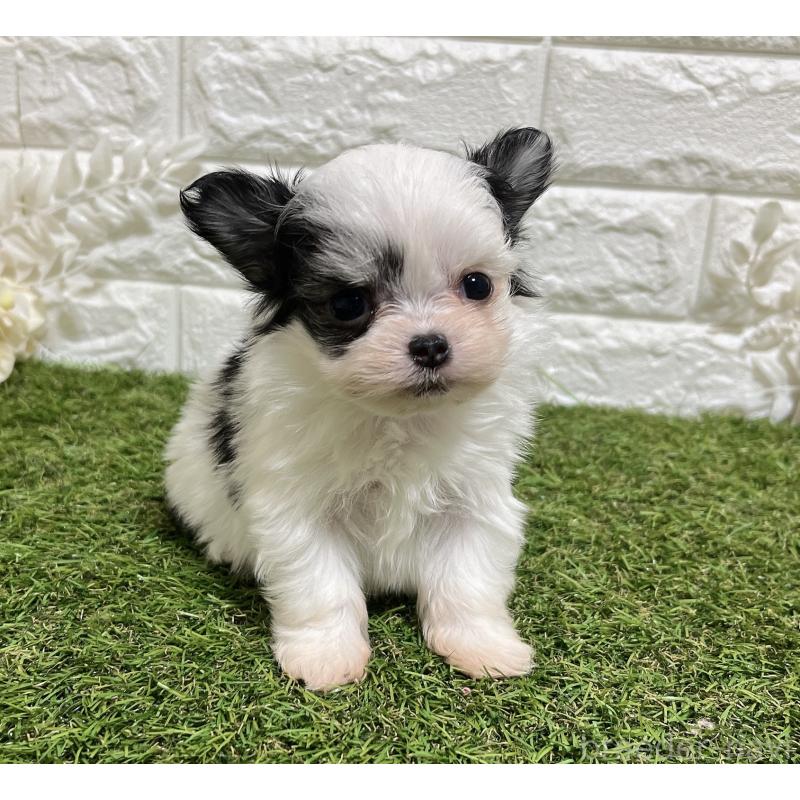 販売中の福岡県のチワマル:チワワ×マルチーズ-437201の6枚目