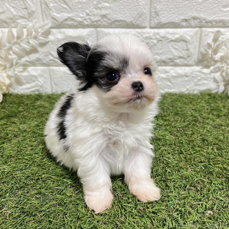 販売中の福岡県のチワマル:チワワ×マルチーズ-437201の5枚目