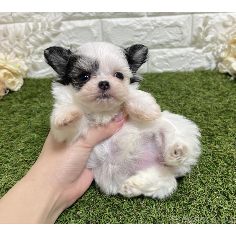 販売中の福岡県のチワマル:チワワ×マルチーズ-437201の4枚目