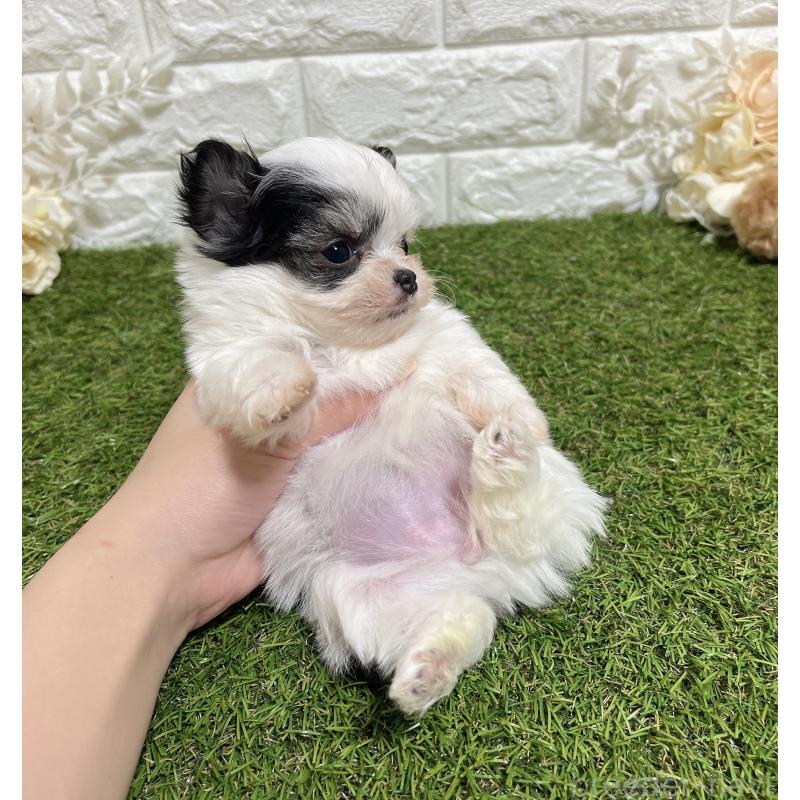 販売中の福岡県のチワマル:チワワ×マルチーズ-437201の3枚目