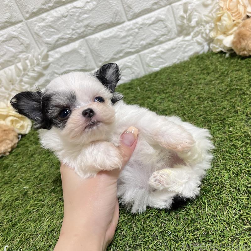 販売中の福岡県のチワマル:チワワ×マルチーズ-437201の2枚目