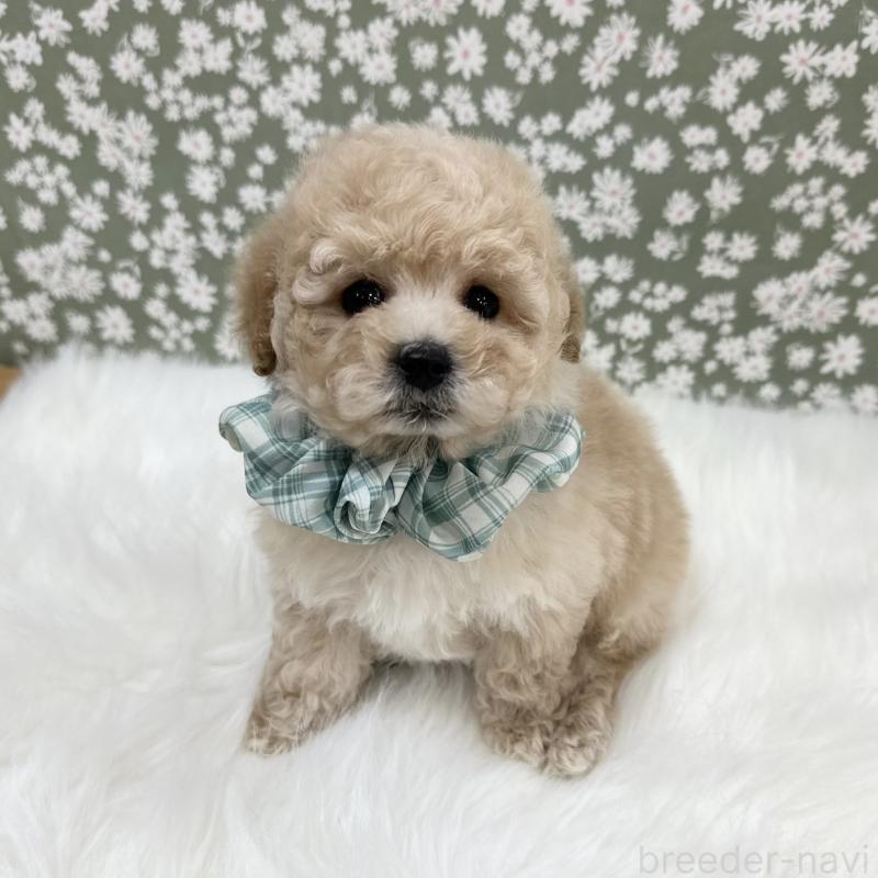 販売中の広島県のタイニープードル-444769の3枚目