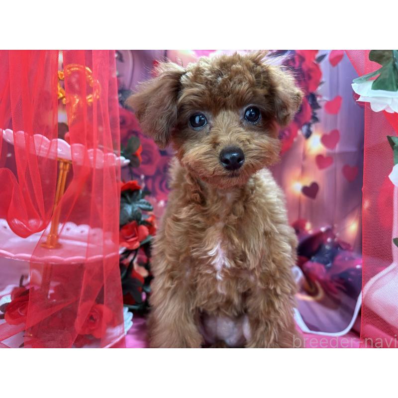 販売中の栃木県のタイニープードル-423222