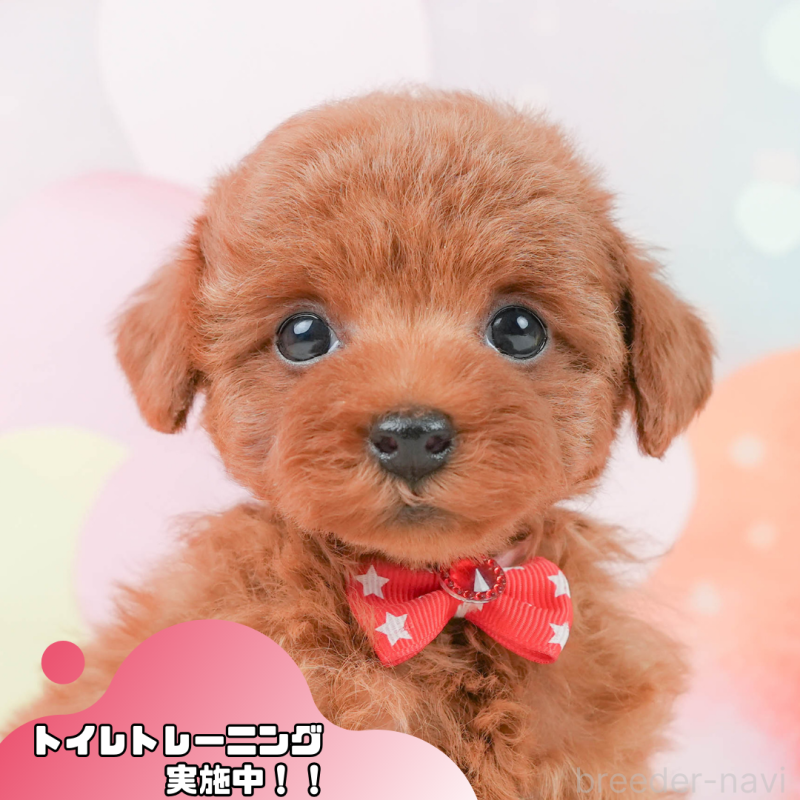 販売中の静岡県のタイニープードル-444774の1枚目