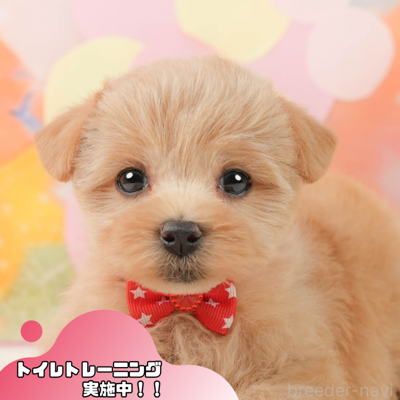 販売中の静岡県のマルプー:マルチーズ×トイプードル-444775