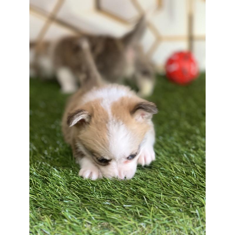 商談中の静岡県のウェルシュコーギーペンブローク-435739の5枚目