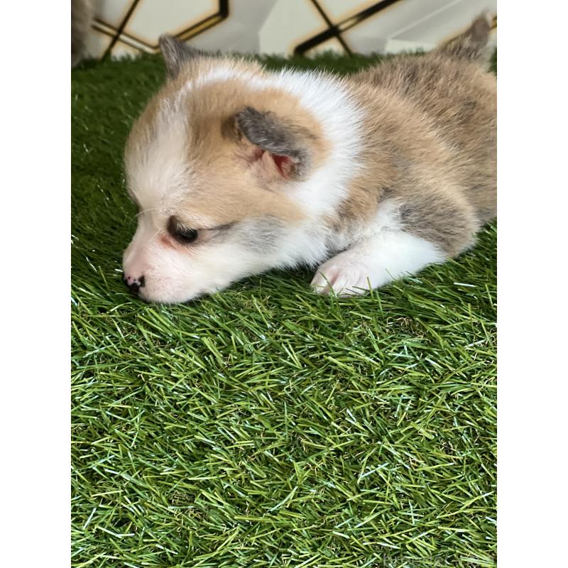 商談中の静岡県のウェルシュコーギーペンブローク-435739の4枚目