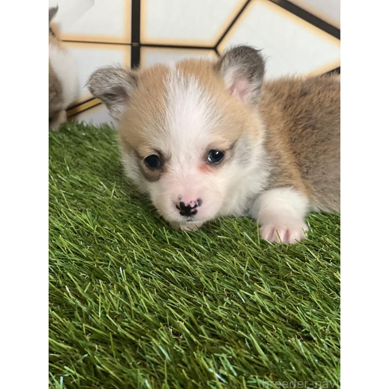 商談中の静岡県のウェルシュコーギーペンブローク-435739の3枚目