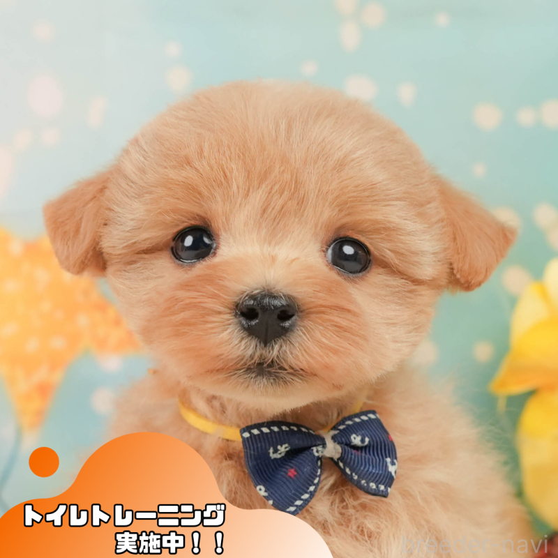 販売中の静岡県のマルプー:マルチーズ×トイプードル-444777